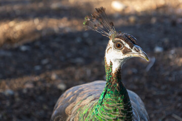 Wall Mural - Portrait of a colorful bird. The peacock is in the meadow. The background is green.