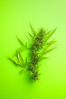 Leinwandbild Motiv Marijuana buds. Cannabis plant on green background. Top view.