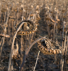 Wall Mural - sunflowers dry heads in the field at autumn