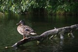 Fototapeta  - Close up of duck sitting on branch on water of Wda river. Kashubia, Poland