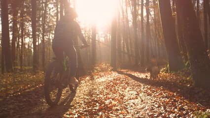 Wall Mural - SLOW MOTION, LENS FLARE: Sunset in autumn forest and lady biking with dog by side. Golden sunbeams peek through colorful trees while they move along a path strewn with fallen leaves in beautiful woods