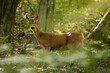 Doe in the forest looking direct to camera