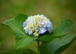 Single cream and blue colored hydrangea bloom.
