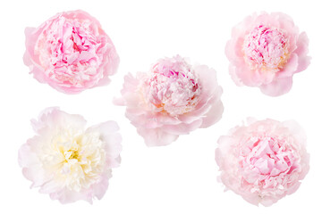 Wall Mural - collection of pink white flowers isolated on white background. selection of peony