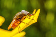 Flies feed on nectar on yellow flowers