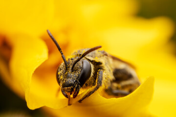 Bees collect nectar from chrysanthemum flowers