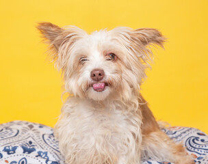 Wall Mural - cute dog on an isolated background