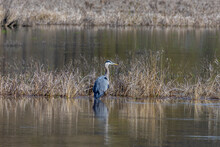 Great Blue Heron Wading In The Marsh