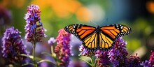 Summer Monarch Butterfly Enjoying Nectar From Wildflowers In A Garden