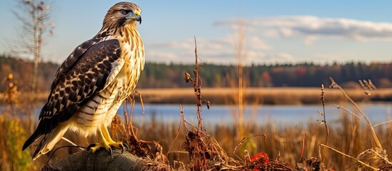 Wall Mural - Hawk at Shawangunk Grasslands Refuge