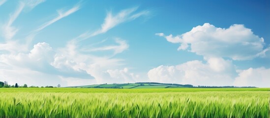 Wall Mural - European landscape with green wheat field in late Spring early Summer under blue sky with clouds and copy space gradient background