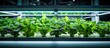 Indoor farming with LED lights is used for organic hydroponic vegetable cultivation employing agricultural technology
