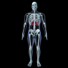 Wall Mural - Human skeleton anatomy for medical concept 3D rendering
