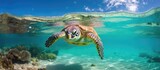Fototapeta Do akwarium - Green sea turtle in clear lagoon at Lady Elliot Island Great Barrier Reef Queensland Australia