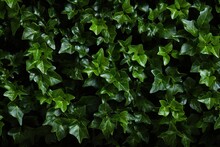 Climbing ivy background
