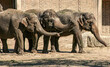 © Iliya Mitskavets - Asian Elephant family.While looking for food