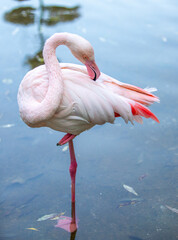 Flamingo bird close up in nature