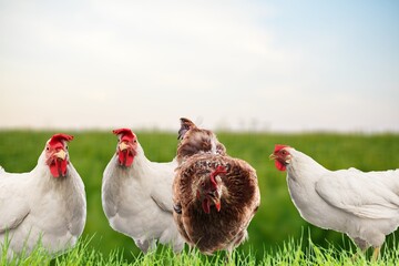 Farming and agriculture concept, chickens on grass