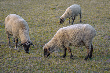 Sheep grazing in an autumn meadow.