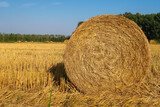 Fototapeta Zwierzęta - Hay bales agriculture agricultural field,panorama,landscape view detail close up