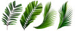 leaf palm,collection of green leaves pattern isolated