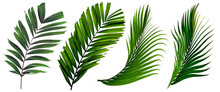 Leaf Palm,collection Of Green Leaves Pattern Isolated