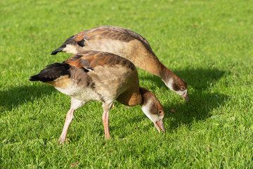 Wall Mural - Two Egyptian goose (Alopochen aegyptiaca) goslings graze on a green lawn