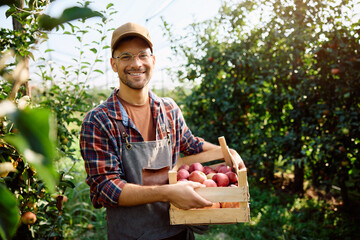 Happy worker picking apples in orchard and looking at camera.