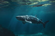 Great White Shark (Rhincodon typus) swimming underwater.