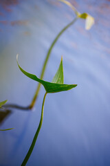  Aquatic plant on a river or lake.