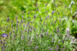 Łąka z fioletowymi wrzosami późnym latem