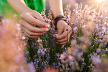 Hands Of Woman Touching Lavender Plants In Field