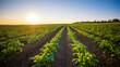 © Westend61 - UK, Scotland, Potato field atsummer sunset