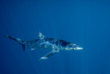 Mexico, Baja California, Underwater View Of Blue Shark (Prionace Glauca)