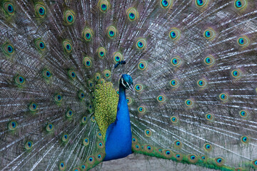 Wall Mural - Peacock birds in park in spain