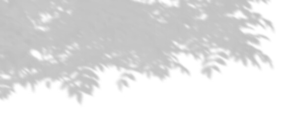 Wall Mural - shadow shade tree leaves over composition on transparent backgrounds 3d render png