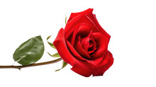 Red Rose On A Transparent Background