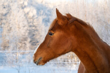 Portrait Of Chestnut Horse With White Marking With Coat Shining In Winter Sun. Frosty And White Trees In The Background