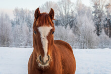 Portrait Of Chestnut Horse With White Marking With Coat Shining In Winter Sun. Frosty And White Trees In The Background
