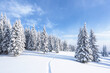 © Vitalii_Mamchuk - Winter forest. Path leading to the trees covered with white snow. Landscape of mountains. Wallpaper background. Location place Carpathian, Ukraine, Europe.