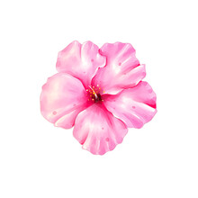 Pink Hibiscus Watercolor Isolated 