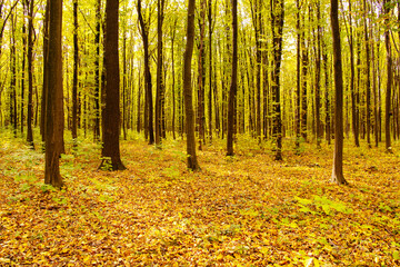 Wall Mural - autumn forest trees. nature yellow wood sunlight backgrounds.