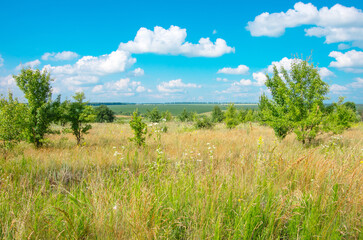 Wall Mural - green meadow and blue sky with clouds in summer