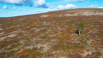 Tundra Empty Landscape Without Trees in Autumn Drone 4K
