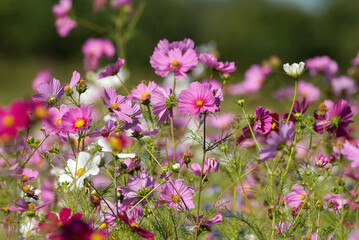 Friche fleurie, Cosmos bipinnatus, Cosmos