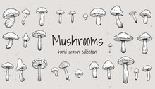 Set Of Hand Drawn Illustrations Of Various Mushrooms Champignons, Fly Agarics, White Mushroom, Oyster Mushrooms. Perfect For Adding A Vintage And Organic Touch To Culinary Projects. Not AI Generated.