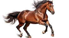 Horse On A Transparent Background