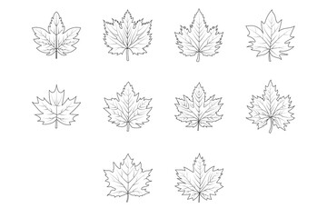 Wall Mural - A set of maple autumn leaves. outline drawing of leaves