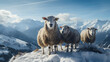 Sheeps on mountains in winter