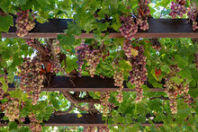Grape Ripe Pink Skinned Hanging At Pergola Background. Roditis Grapevine Traditional Greek Variety.